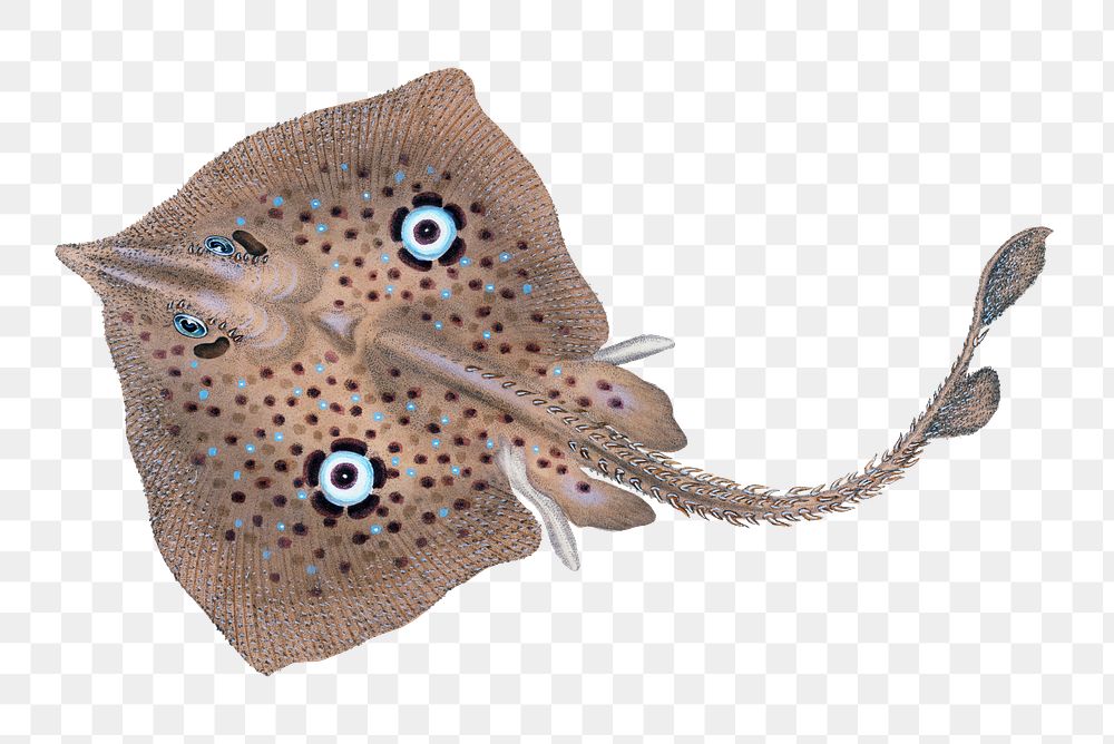 Brown Ray png sticker, fish vintage illustration, transparent background