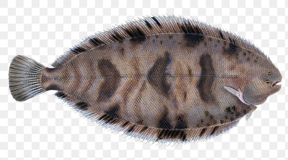 Variegated Sole png sticker, fish vintage illustration, transparent background