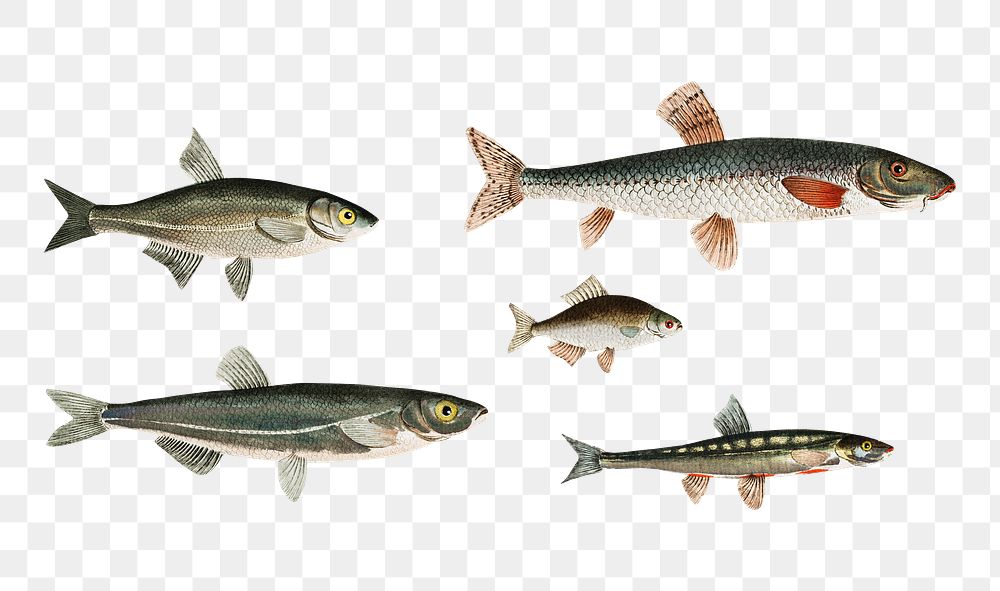 Set of various fishes png sticker, fish vintage illustration, transparent background