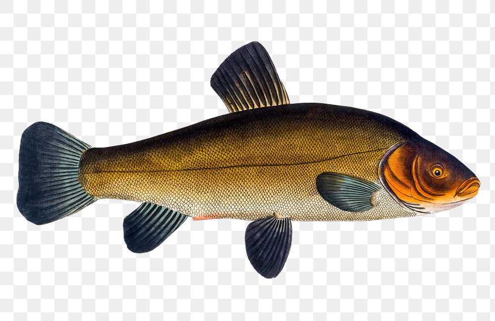 Golden Tench png sticker, fish vintage illustration, transparent background