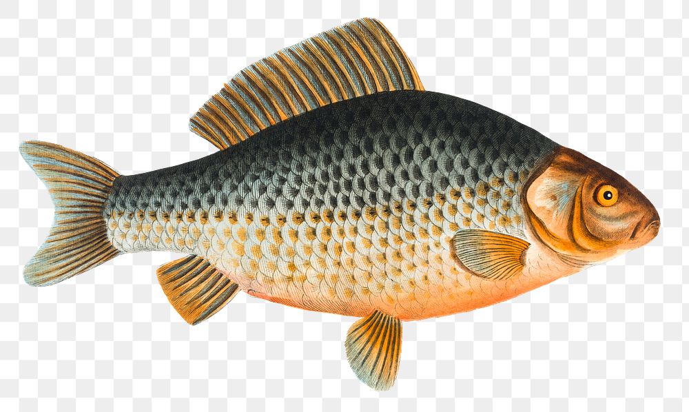 Gibel png sticker, fish vintage illustration, transparent background