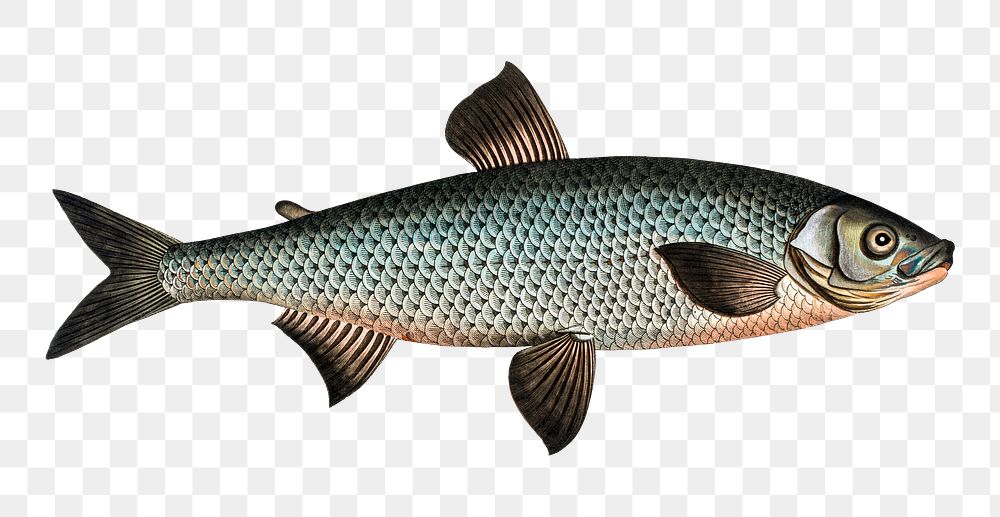 Great-Maraena png sticker, fish vintage illustration, transparent background