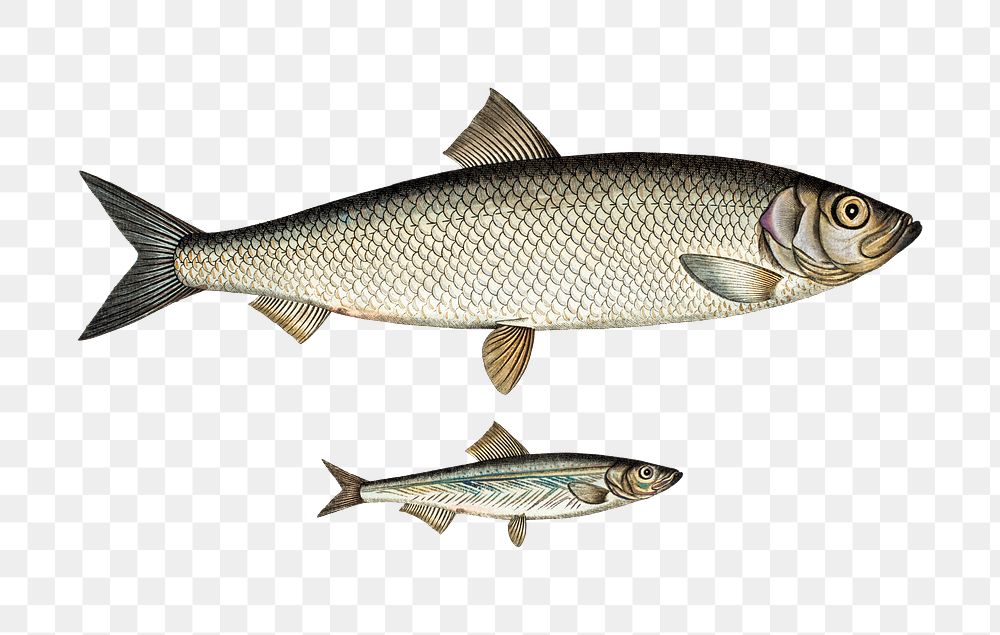 Herring and Sprat png sticker, Premium PNG rawpixel