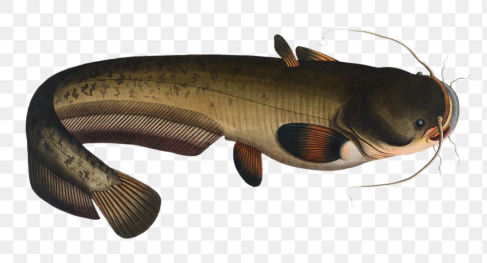 Sheat-fish png sticker, fish vintage illustration, transparent background