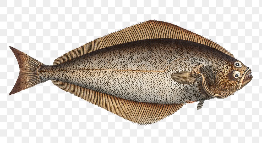 Holybut png sticker, fish vintage illustration, transparent background