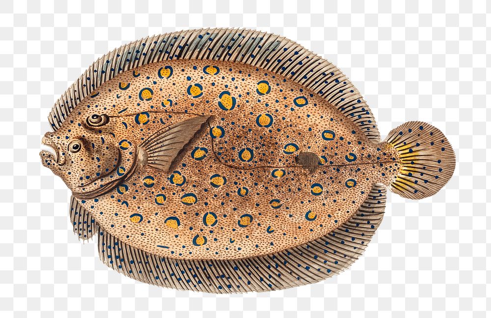 Argus-Flounder  png sticker, fish vintage illustration, transparent background