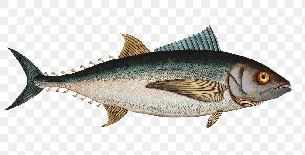Tunny png sticker, fish vintage illustration, transparent background