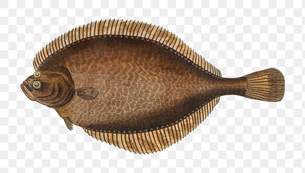 Left-Flounder png sticker, fish vintage illustration, transparent background