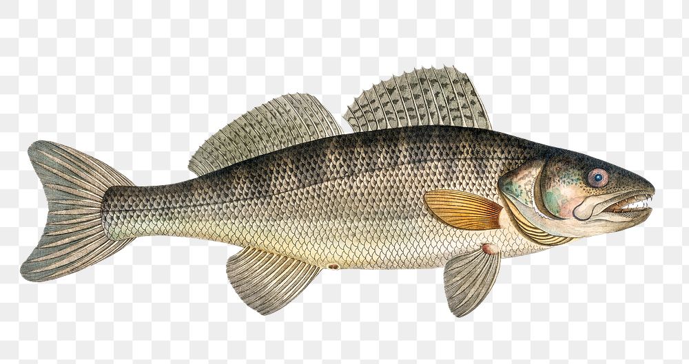 Picke-Perch png sticker, fish vintage illustration, transparent background