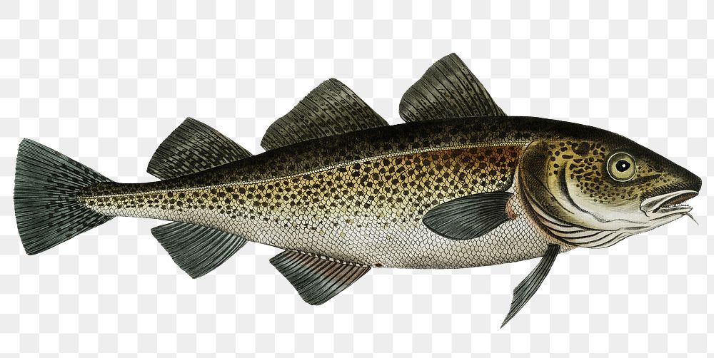 Cod Fish  png sticker, fish vintage illustration, transparent background