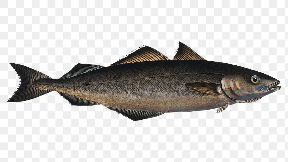 Coal Fish png sticker, fish vintage illustration, transparent background