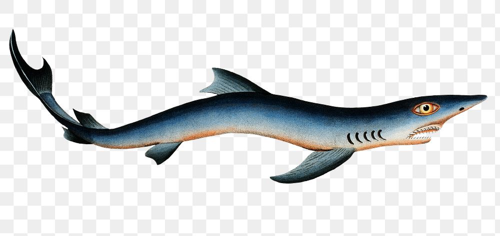 Blue Shark png sticker, fish vintage illustration, transparent background
