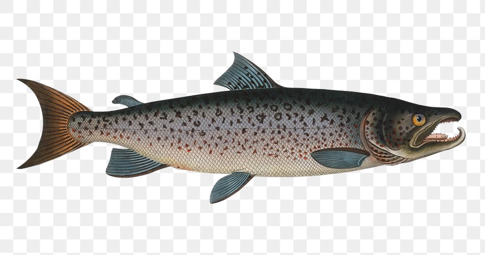 Male-Salmon png sticker, fish vintage illustration, transparent background