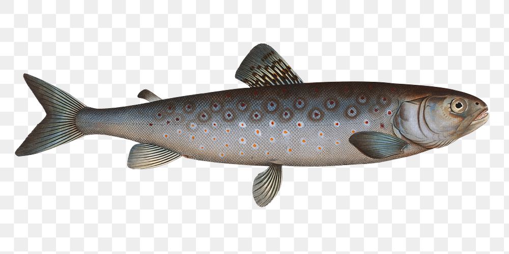 Goeden's Salmon png sticker, fish vintage illustration, transparent background