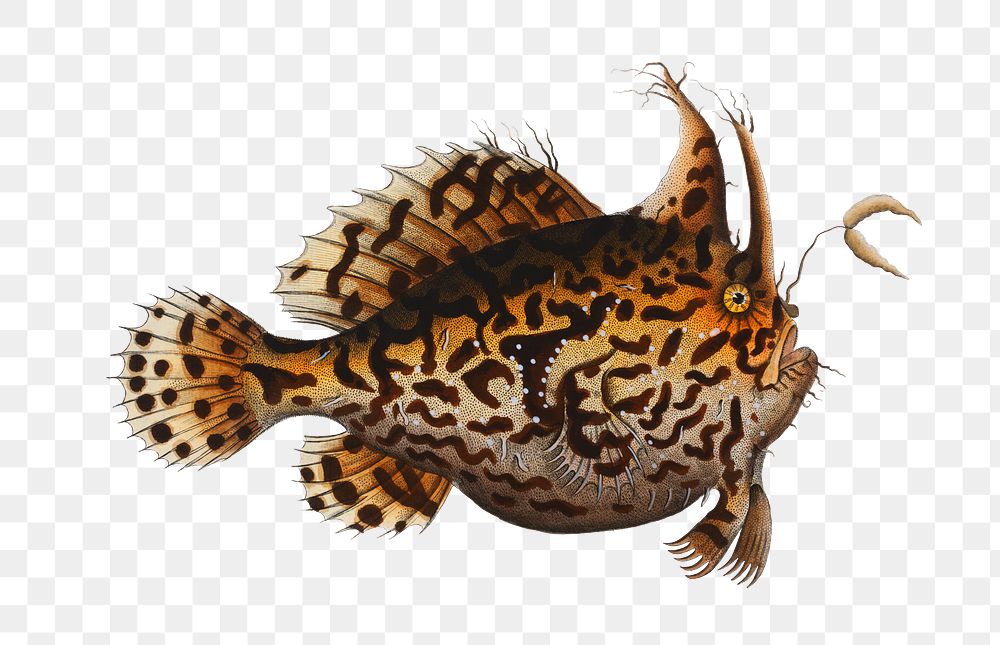 American Toad-Fish png sticker, fish vintage illustration, transparent background