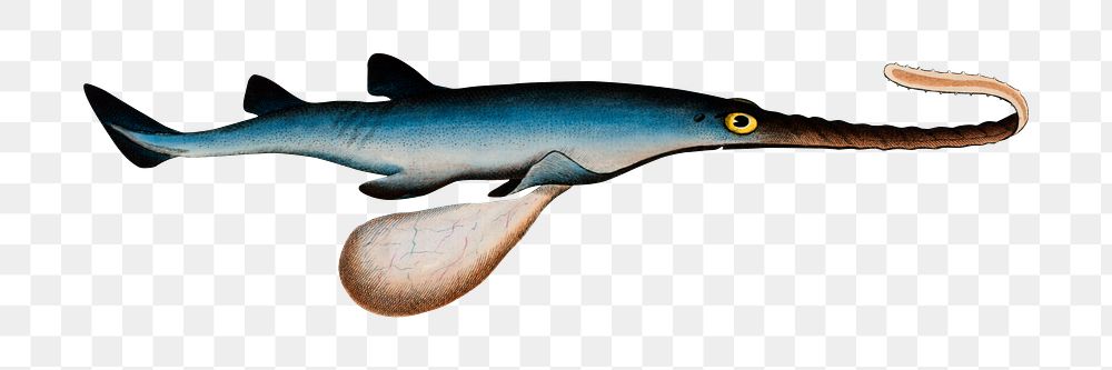 Png shark vintage illustration, transparent background