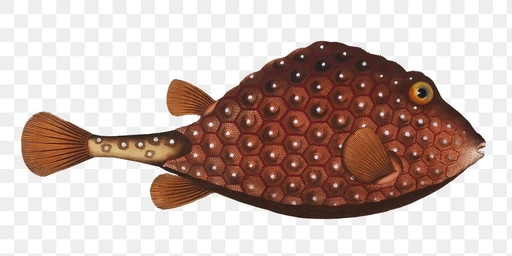 Trunck-fish png sticker, fish vintage illustration, transparent background