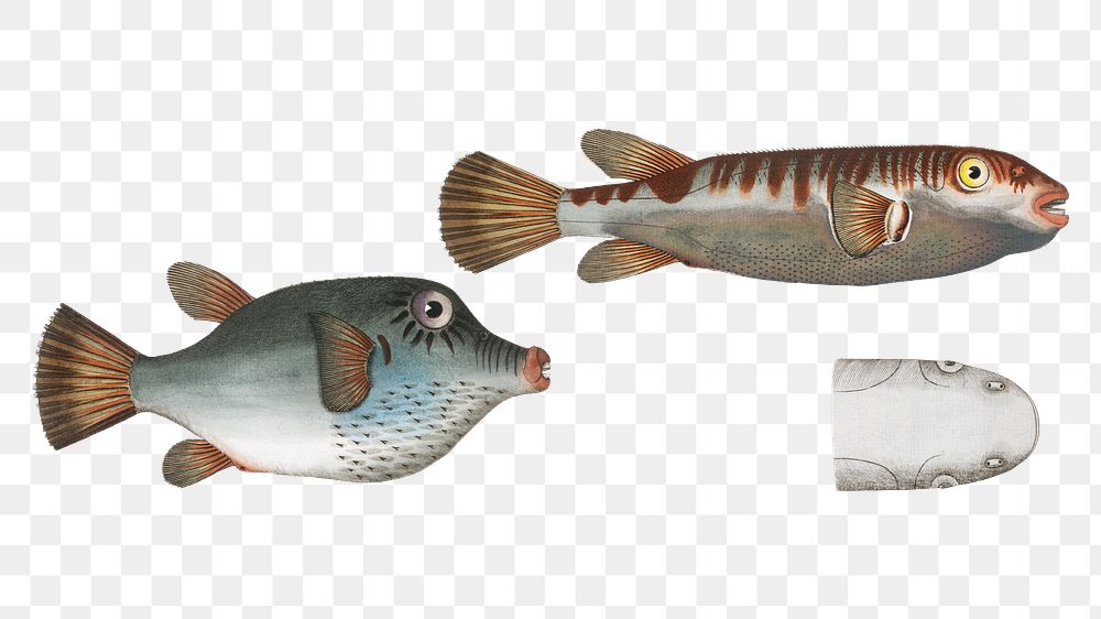 Lattice blaasop png sticker, fish vintage illustration, transparent background