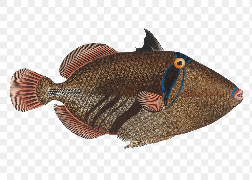 Balstes aculeatus png sticker, fish vintage illustration, transparent background