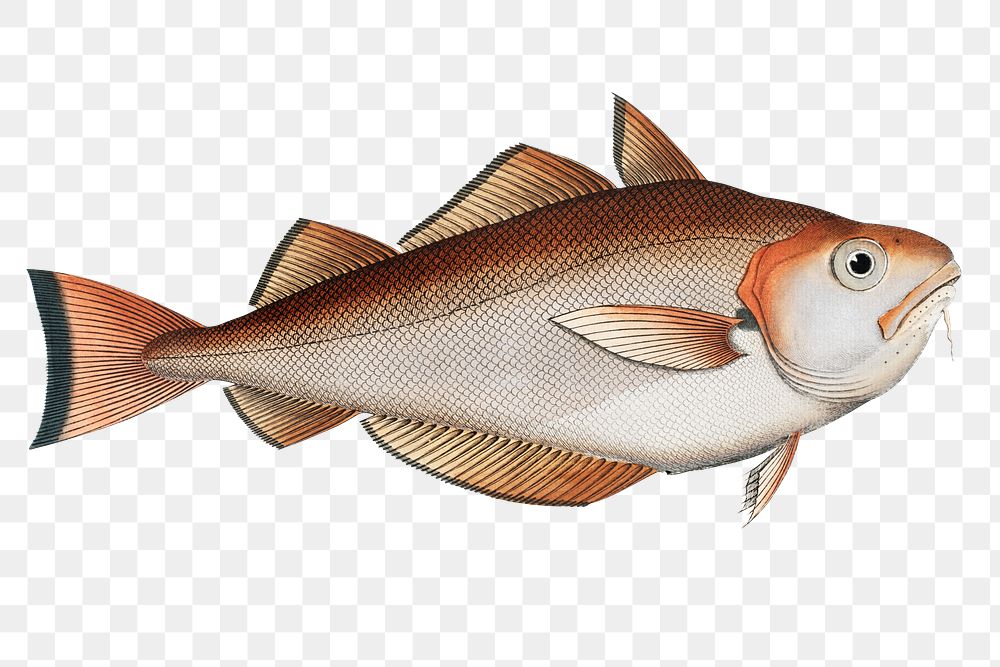 Whiting Pout  png sticker, fish vintage illustration, transparent background