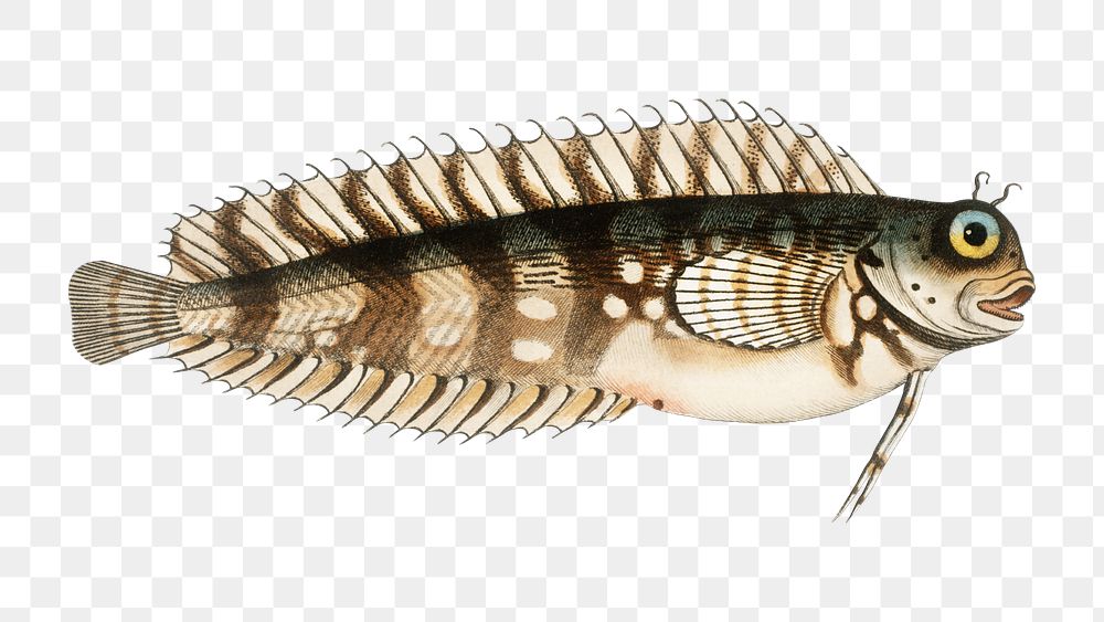 Png fish vintage illustration, transparent background