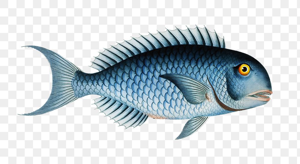 Bleu-Fish png sticker, fish vintage illustration, transparent background