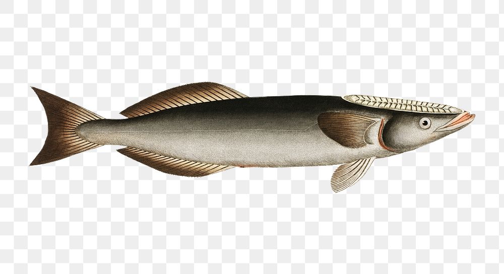Sucking-Fish png sticker, fish vintage illustration, transparent background