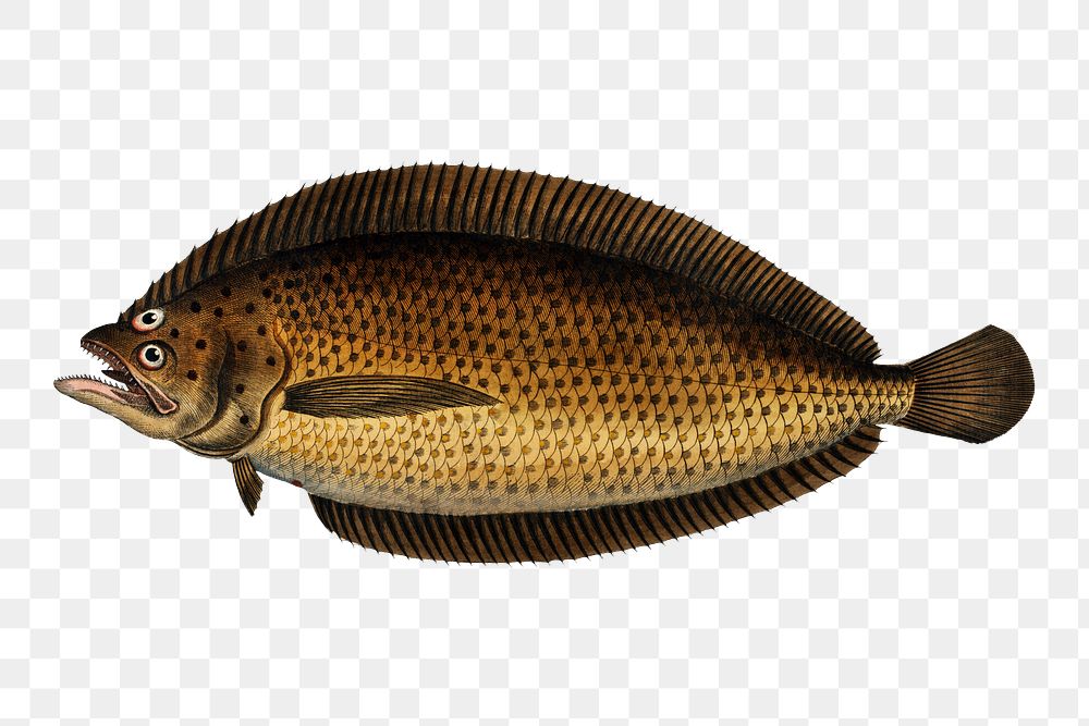 Pleuronectes macrolepidotus png sticker, fish vintage illustration, transparent background
