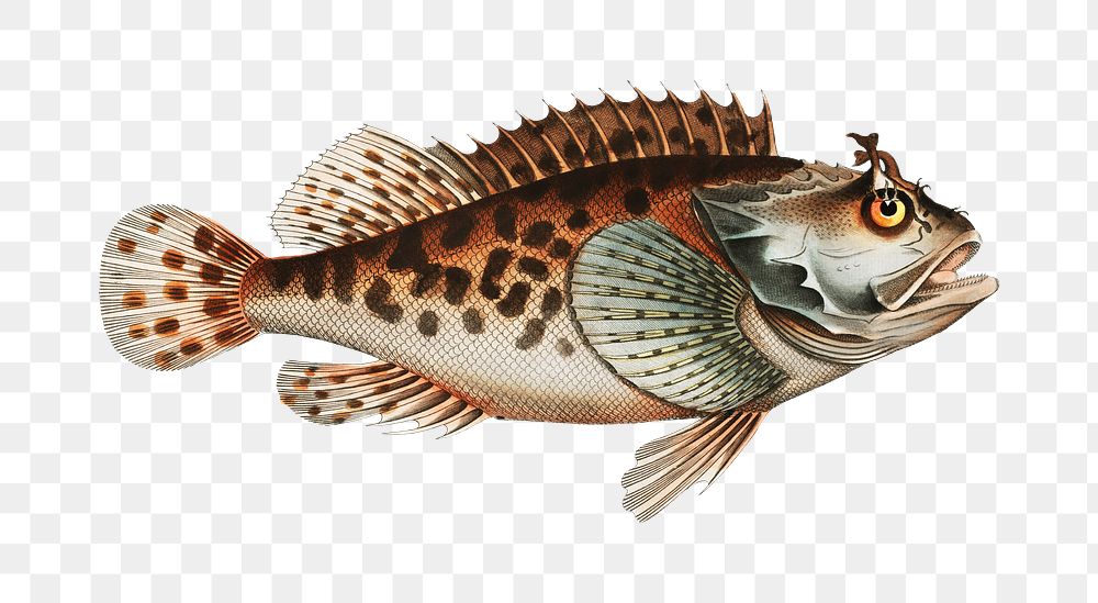 Scorpaena Porcus png sticker, fish vintage illustration, transparent background