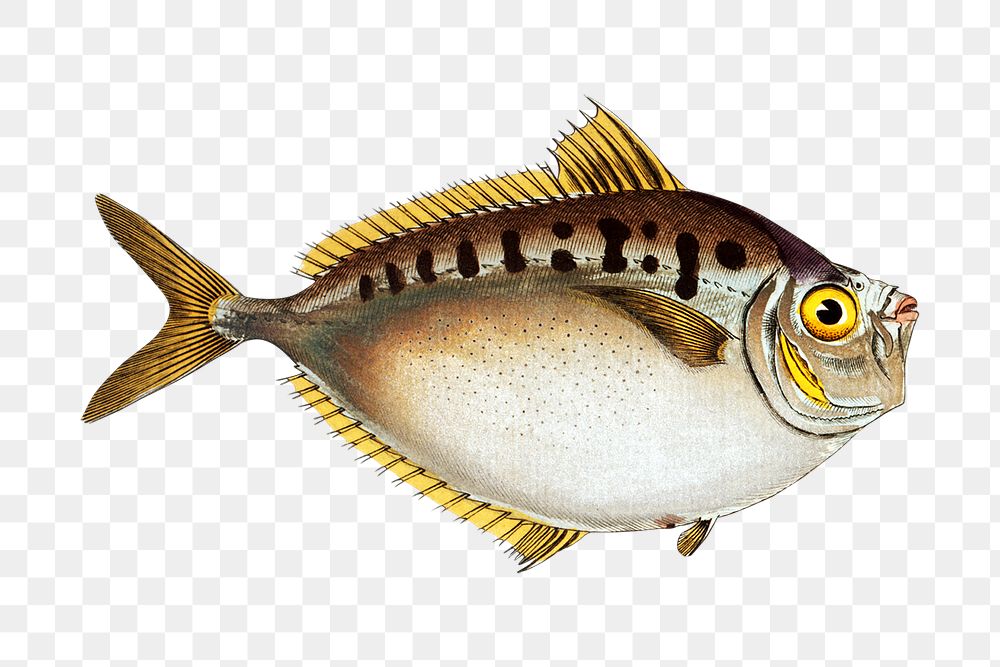 Png fish vintage illustration, transparent background