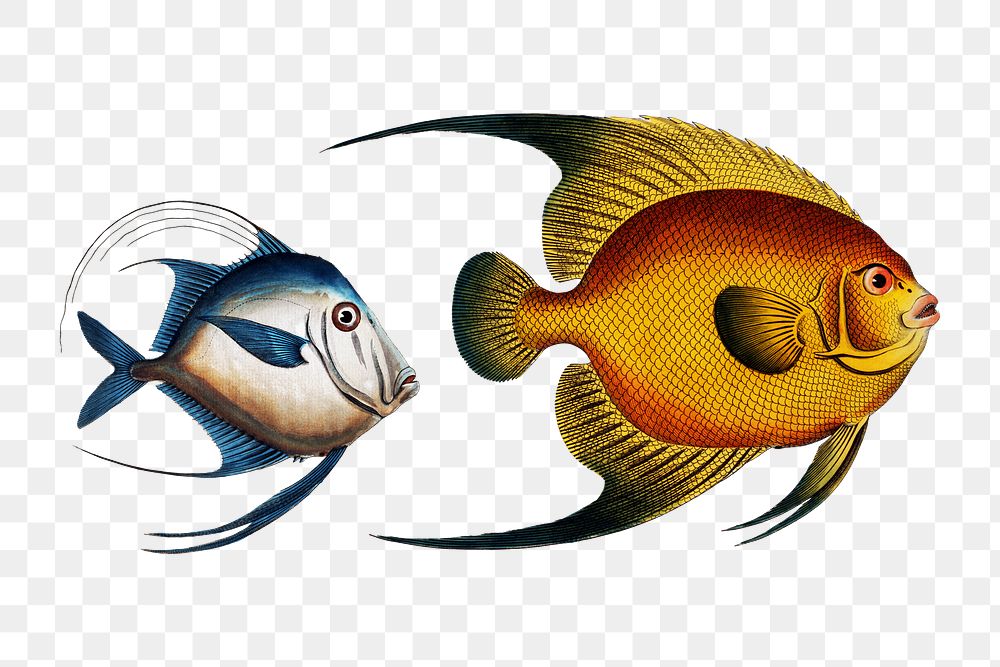 Various fishes png sticker, fish vintage illustration, transparent background
