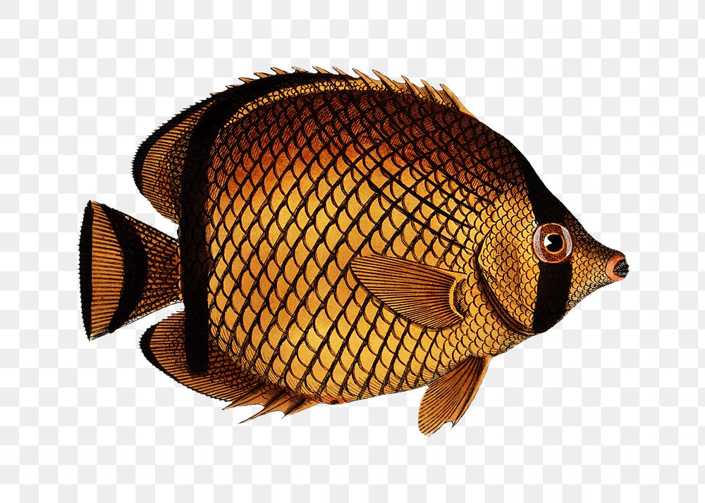 Png fish vintage illustration, transparent background