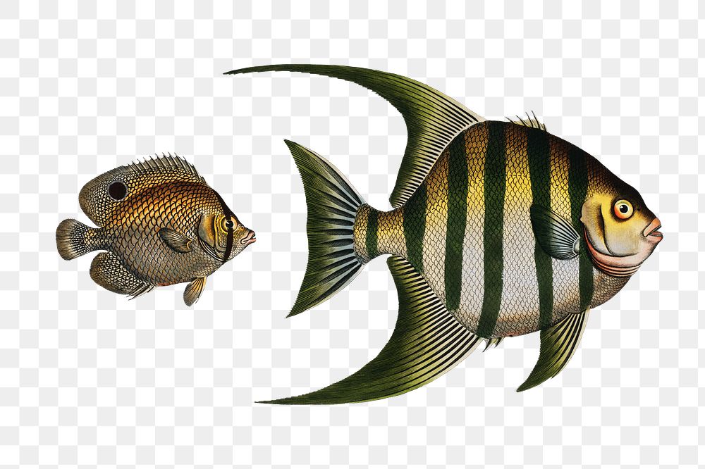 Chaetodon Plümieri and Chaetodon ocellatus png sticker, fish vintage illustration, transparent background