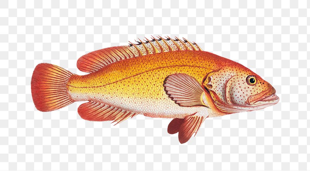 Holocentrus auratus png sticker, fish vintage illustration, transparent background