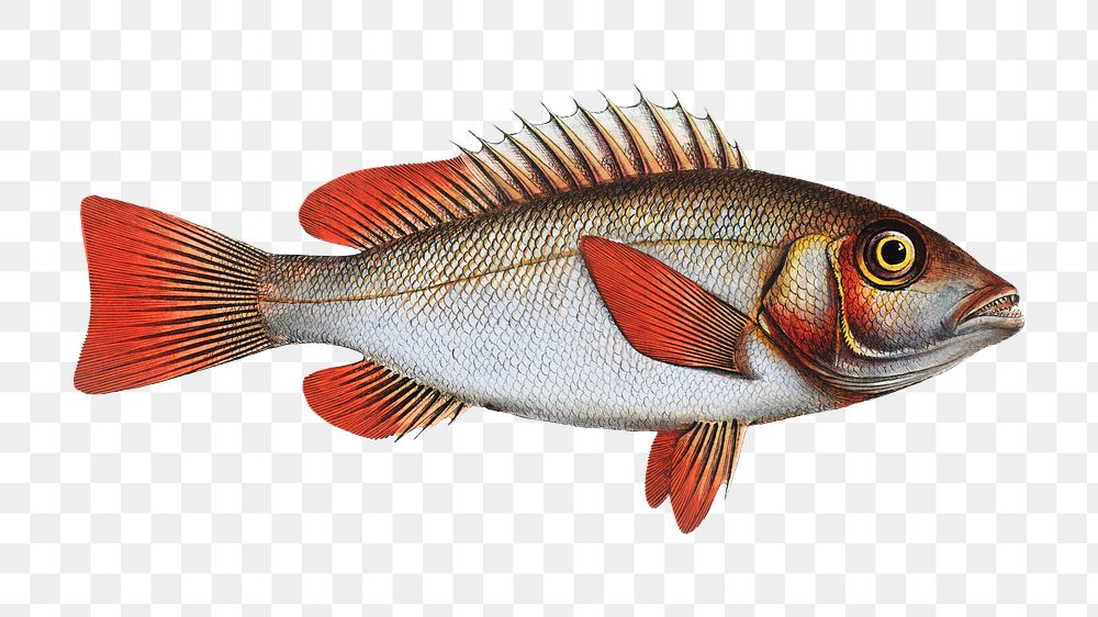 Red-fin png sticker, fish vintage illustration, transparent background
