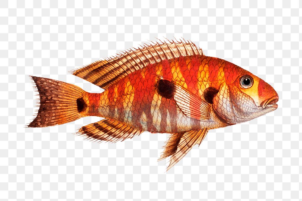 Png fish vintage illustration, transparent background