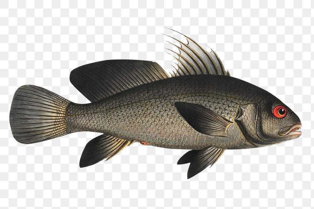 Black-Umber (Sciaena nigra) png sticker, fish vintage illustration, transparent background