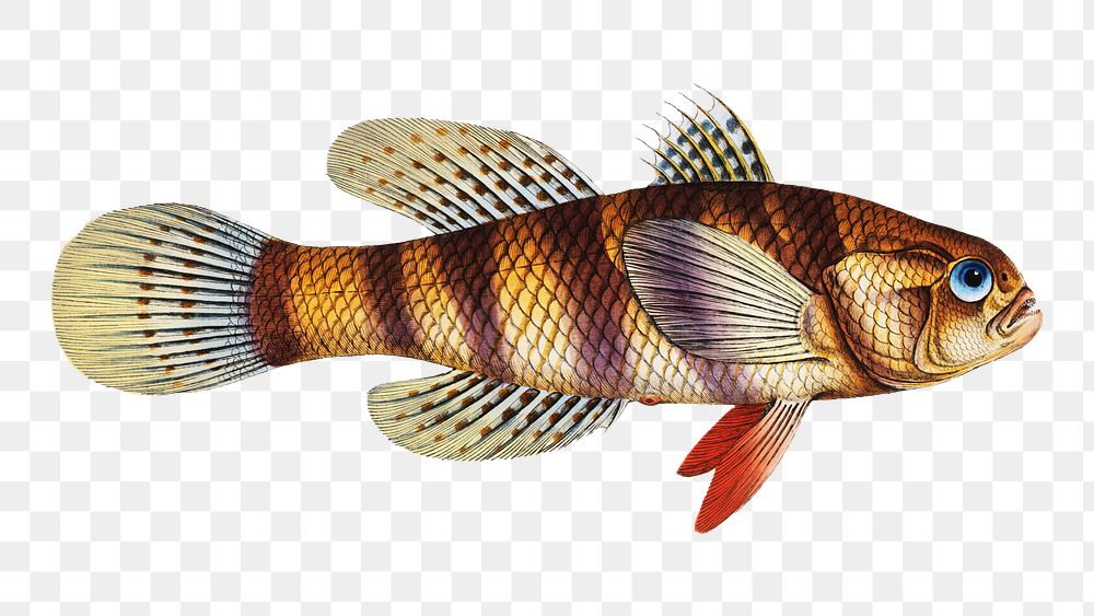Great-scaled Umber (Sciaena macrollpidota) png sticker, fish vintage illustration, transparent background