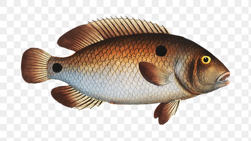 Png fish vintage illustration, transparent background