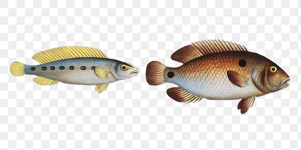  Acara & Brasilian Perch png sticker, fish vintage illustration, transparent background