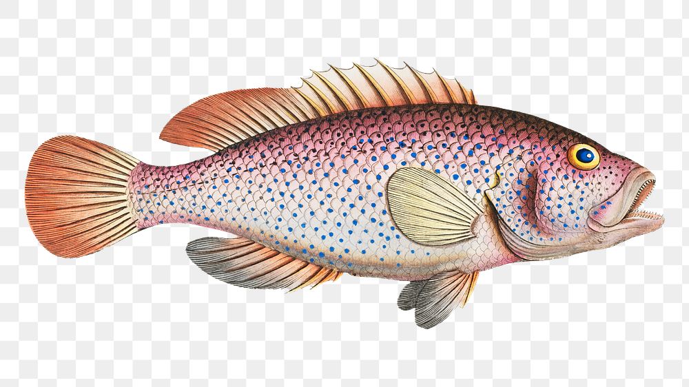 Negro-fish (Perca punctata) png sticker, fish vintage illustration, transparent background