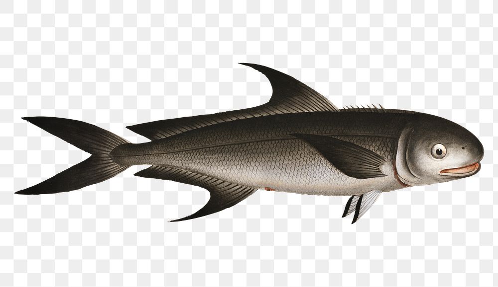 Negro-Mackrel png sticker, fish vintage illustration, transparent background