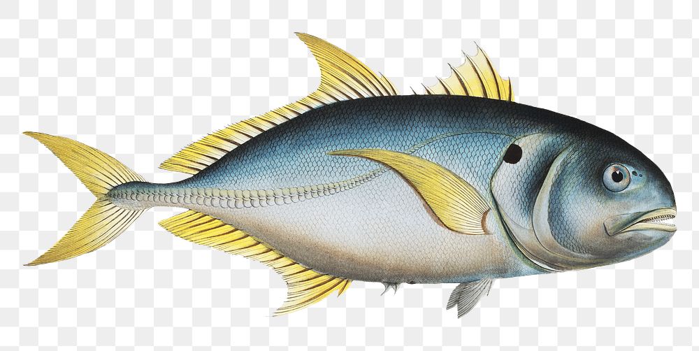 Carangoe png sticker, fish vintage illustration, transparent background
