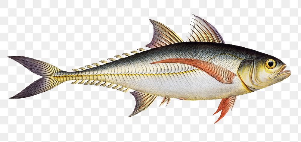 Rottler's Mackrel png sticker, fish vintage illustration, transparent background