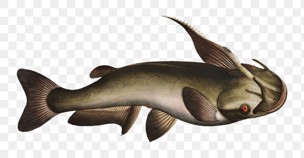 Horned Silure png sticker, fish vintage illustration, transparent background