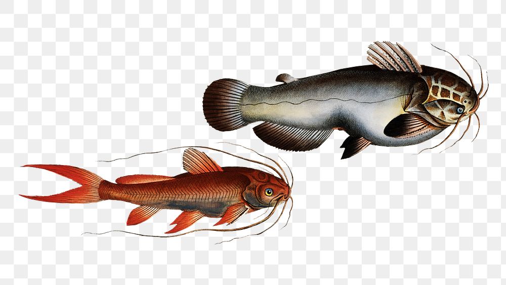 Png Helmed Silure & Red-finned Silure png sticker, fish vintage illustration, transparent background