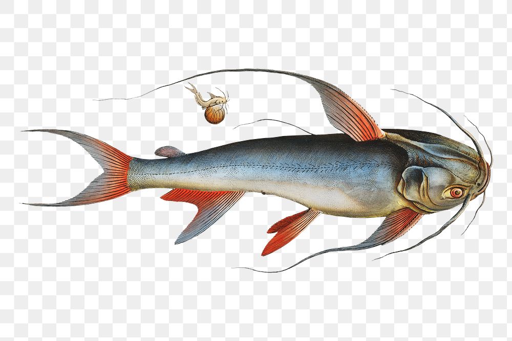 Saltwater Katfish png sticker, fish vintage illustration, transparent background