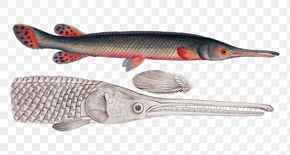 Gar-Fish png sticker, fish vintage illustration, transparent background