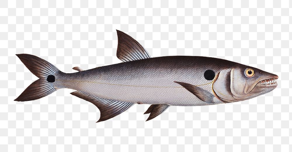Sickle-Salmon png sticker, fish vintage illustration, transparent background