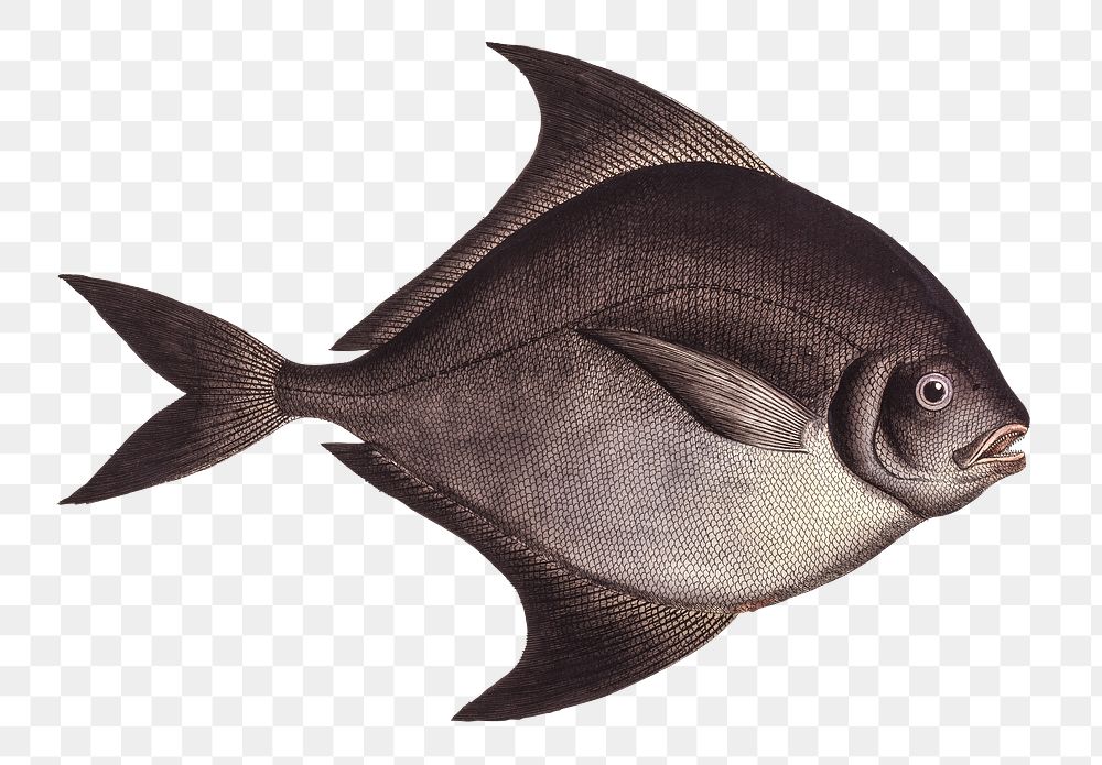 Black-Pampel png sticker, fish vintage illustration, transparent background